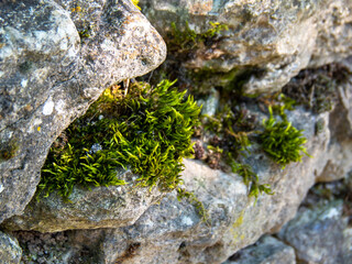 Obraz premium wall of rocks carved with green moss growing on it and lichens, there is shade and rays of sun
