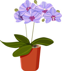 House plant. Orchid in a pot isolated on a white background. Vector illustration
