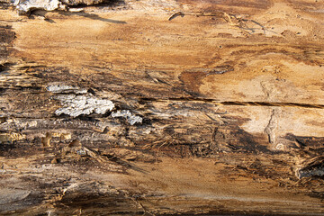 Embossed texture of a poplar tree trunk. Panoramic photo of the tree texture.
