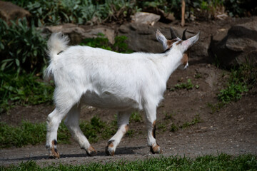 A young white goat in side profile