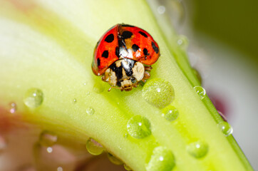 Details of a Ladybug on a lily that blooms in early spring in Brazil macrophotography Small depth of field, selective focus.