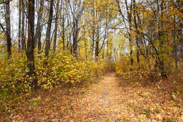 Obraz premium beautiful autumn landscape. a path through the forest with yellow leaves