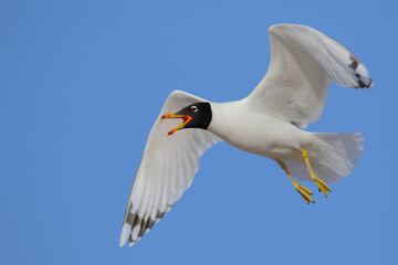 Pallas's gull. Bird in flight, flying bird. Ichthyaetus ichthyaetus