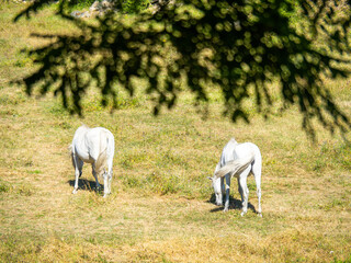 Obraz na płótnie Canvas out-of-focus branches with grazing white horses focused on the background.