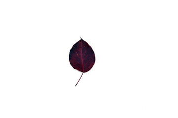 beautiful and colourful leave isolated on white background