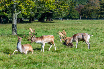 Naklejka na ściany i meble Bucks or stags deer display antlers during the rut mating season in Phoenix Park, Dublin, Ireland. Wild herd of 