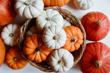 Many orange and white pumpkins on white background. Halloween concept.