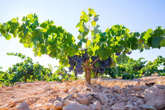 Bobal Wine grapes in vineyard raw ready for harvest