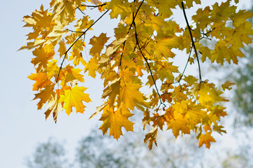 Fototapeta na wymiar autumn yellow maple leaves in the blue sky background