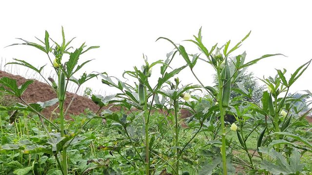  Lady finger farming. Okra plant growing in home garden with fruit in India. Okra&nbsp;,&nbsp;Abelmoschus esculentus, known in many name&nbsp;ladies' fingers&nbsp;or&nbsp;ochro. It is a&nbsp;flowering plant&nbsp;in the&nbsp;mallow family.
