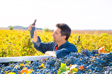 Mediterranean vineyard farmer harvest cabernet sauvignon