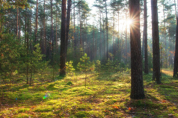 Scenic landscape. Sunlights in forest. Pine forest. Green moss in ground. Morning in fall woods.