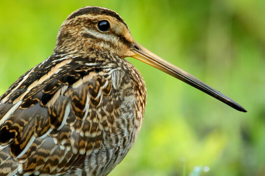 Common snipe. Bird in spring. gallinago gallinago
