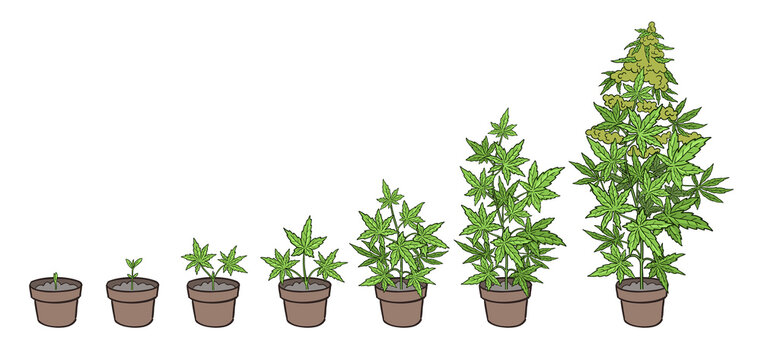 Hemp potted growth stages. Plants development. Cannabis indica. Medicinal plant. Handdrawn sketch vector illustration. Infographic set. Harvest animation progression.