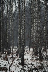foggy forest in winter