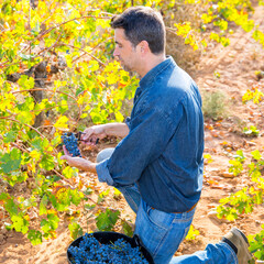 Mediterranean vineyard farmer harvest cabernet sauvignon