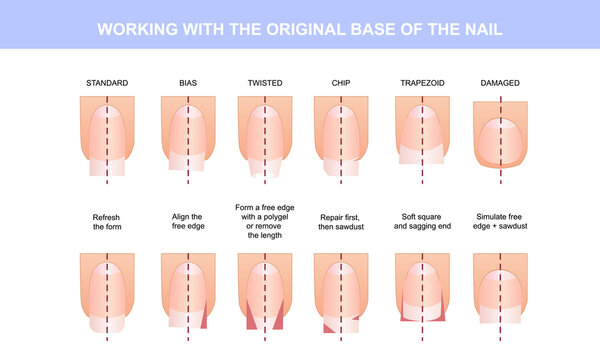 Working with the basic structure of the nail, guide to working with the base. Vector