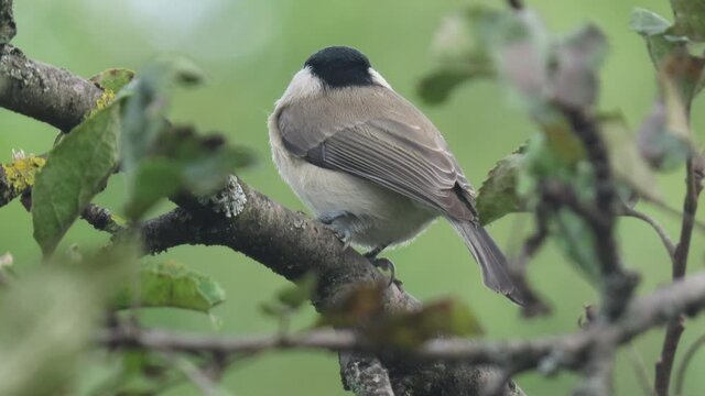 Marsh tit (Poecile palustris) perching on a beautiful tree branch from an apple tree, with a clear sky background.