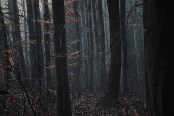 Dark autumn forest