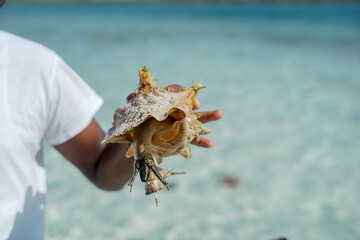 shell on a palm