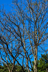 木々 空 ブルー 枯れ葉