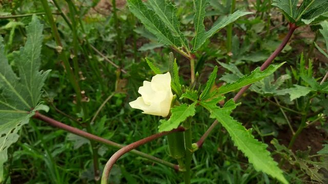 Okra plant growing in home garden with flower in India. Okra&nbsp;,&nbsp;Abelmoschus esculentus, known in many name&nbsp;ladies' fingers&nbsp;or&nbsp;ochro. It is a&nbsp;flowering plant&nbsp;in the&nbsp;mallow family. Lady finger farming.