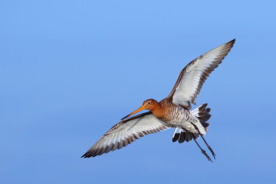 Black-tailed godwit bird in flight, flying bird in blue sky Limosa limosa