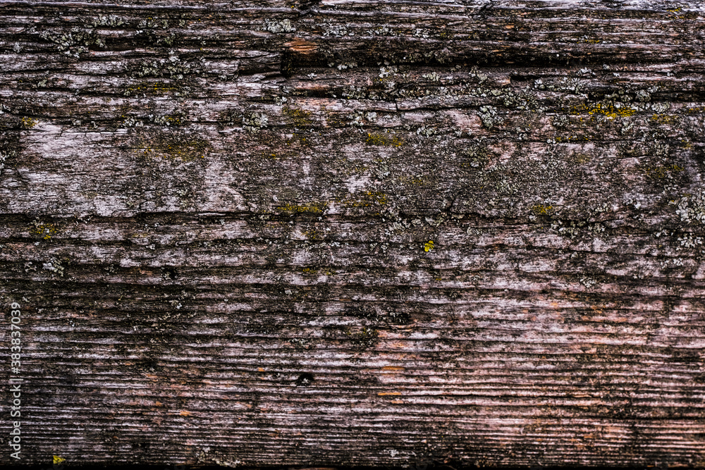 Wall mural natural texture of old timber, old wood. Close-up