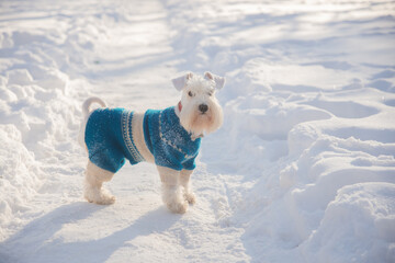 White miniature schnauzer wearing a blue sweater is in the snow