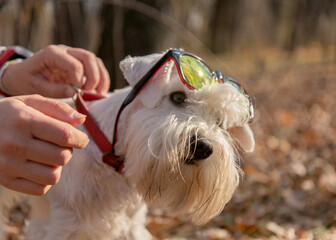White miniature schnauzer in sunglasses and human clasps her collar