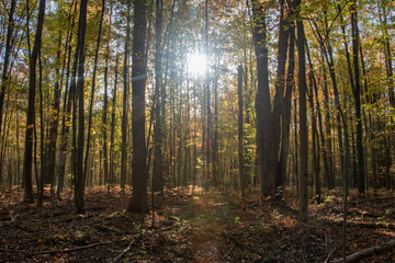 sun rays through forest in center of frame in fall