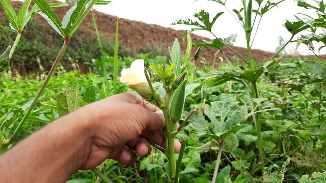 A farmer is Harvesting a ladyfinger. Okra&nbsp;,&nbsp;Abelmoschus esculentus, known in many name&nbsp;ladies' fingers&nbsp;or&nbsp;ochro. It is a&nbsp;flowering plant&nbsp;in the&nbsp;mallow family. Lady finger/ Okra farming in India.