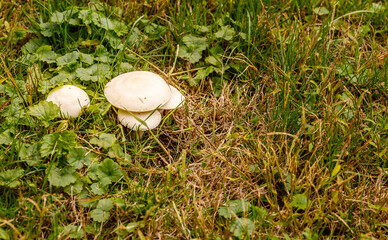 Gruppe mit Pilzen auf einer Wiese