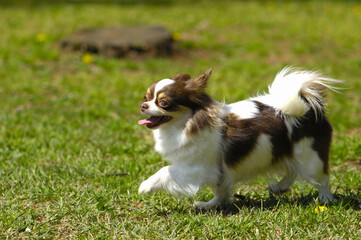 Obraz premium 犬
