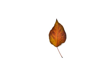 beautiful and colourful leave isolated on white background