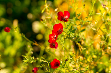 Red flax flowers on a sunny autumn day