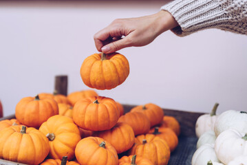 Woman chooses pumpkins at a store