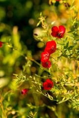 Red flax flowers on a sunny autumn day