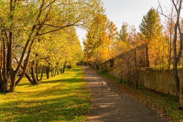 Autumn urban landscape: an abandoned alley with elms and larch trees