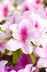 ピンク色のツツジ