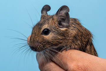 Degu sitting in a hand
