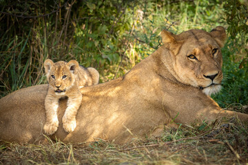 Lioness and her lion cub lying on her back in Savuti Botswana