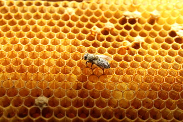 close up view of new born bee inside beehive on the frame with honey,young bee looking for...