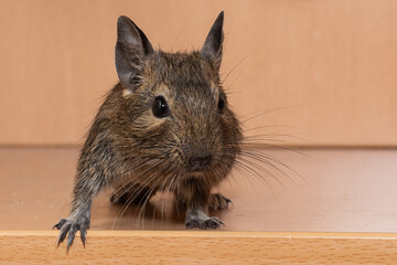Little cute gray mouse Degu close-up. Exotic animal for domestic life. The common degu is a small hystricomorpha rodent endemic from Chile.  © nedomacki
