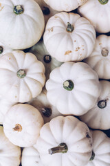Many white pumpkins Halloween concept.