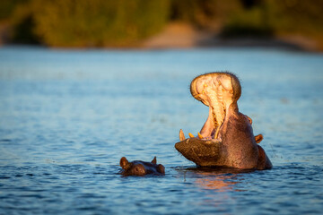 Hippo yawning in water in Chobe River in Botswana