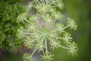 ヤツデの花の蕾