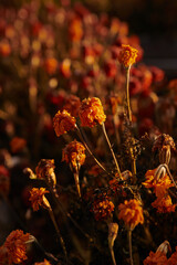 Beautiful wilted marigolds of bright orange color in autumn close-up