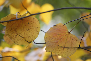 色づいたカツラの葉