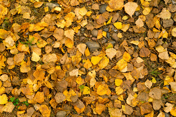 Leaf fall: golden birch leaves